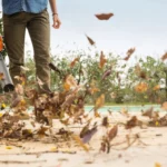 Souffleur thermique STIHL BG 56 — image 3